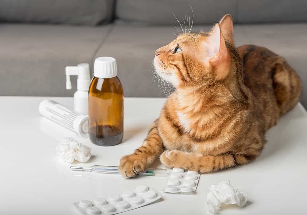 Pet Medications